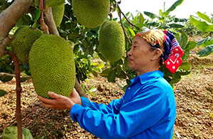 Cựu thanh niên xung phong vượt khó làm giàu