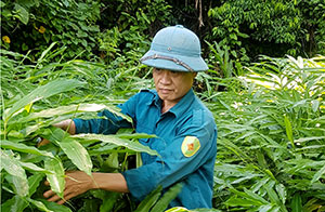 Hội viên nông dân làm giàu từ rừng