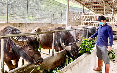 Nhà nông làm giàu từ chăn nuôi