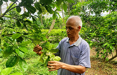 Cựu thanh niên xung phong năng động phát triển kinh tế