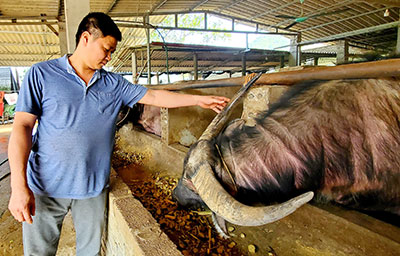 Thành công từ mô hình liên kết nuôi trâu nhốt chuồng