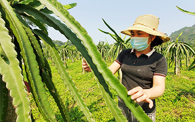 Hội viên nông dân làm giàu từ mô hình kinh tế tổng hợp