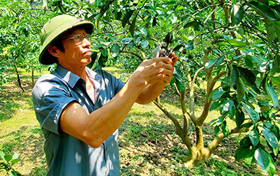 Nhà nông nhạy bén vươn lên làm giàu