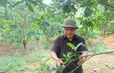 Cựu thanh niên xung phong năng động phát triển kinh tế