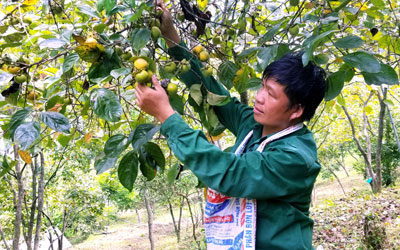 Trưởng thôn năng động phát triển kinh tế