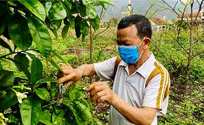 Cựu thanh niên xung phong làm kinh tế giỏi