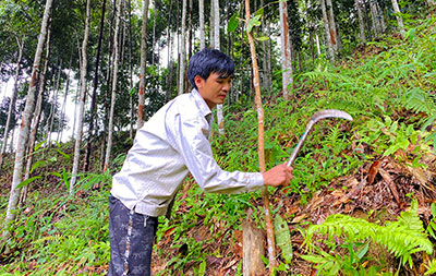 Phát triển rừng quế: Hướng thoát nghèo ở Tân Tiến