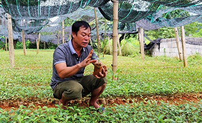 Làm giàu từ ươm giống cây hồi