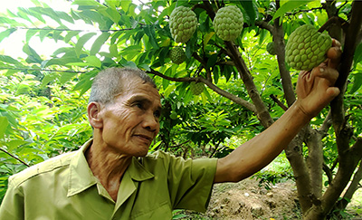 Cựu thanh niên xung phong vượt khó làm giàu