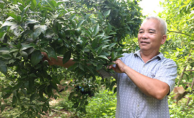 Người nông dân làm giàu từ trồng cây ăn quả