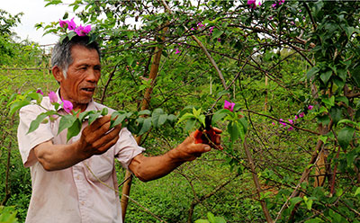 Cựu thanh niên xung phong làm giàu từ mô hình trồng hoa giấy