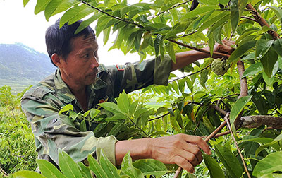 Hội viên nông dân vượt khó làm giàu