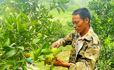 Hội viên nông dân vươn lên từ trồng cây ăn quả