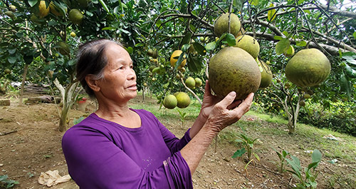 Cựu thanh niên xung phong năng động phát triển kinh tế