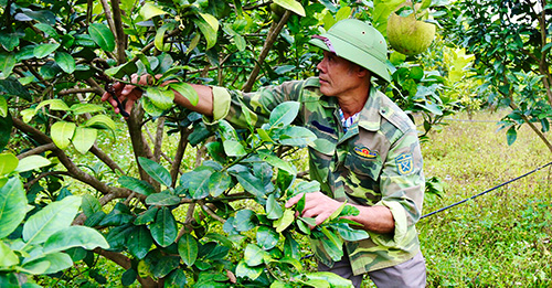 Cựu chiến binh làm giàu bằng mô hình kinh tế tổng hợp