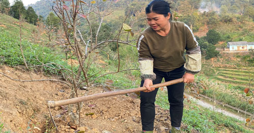 Hội viên nông dân vươn lên từ mô hình kinh tế tổng hợp