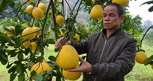 Ông Can làm giàu từ trồng cây ăn quả