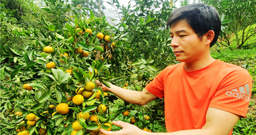 Thành công nhờ tiên phong trồng giống quýt ngọt