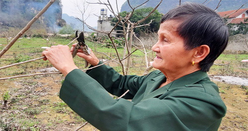 Cựu thanh niên xung phong vượt khó làm giàu