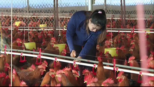 Thành công từ mô hình chăn nuôi gà an toàn sinh học