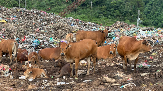 Tình trạng chăn thả bò tại bãi rác Tân Lang vẫn tiếp diễn