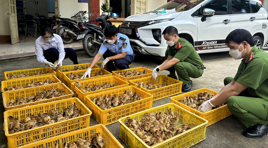 Ngăn gia cầm giống nhập lậu qua địa bàn huyện Lộc Bình: Quyết liệt các biện pháp