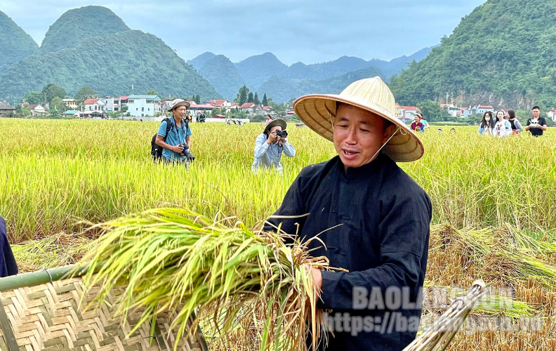 Bắc Sơn: Tổ chức cuộc thi gặt lúa bằng công cụ thô sơ