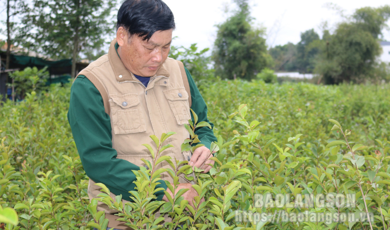 Hợp tác xã nông nghiệp Phai Sen: Hiệu quả từ sản xuất cây giống và tiêu thụ sở cho người dân