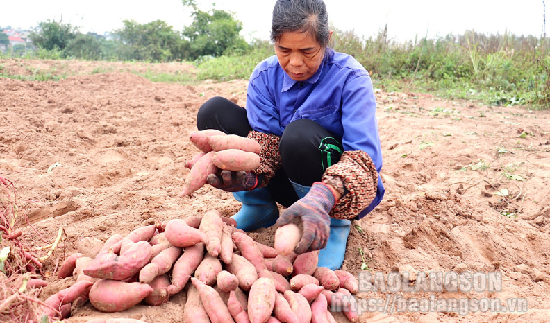 Lộc Bình: Nhân rộng mô hình trồng khoai lang VietGAP