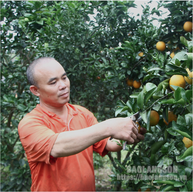 Tân Thành: Đa dạng mô hình sản xuất nông nghiệp hiệu quả