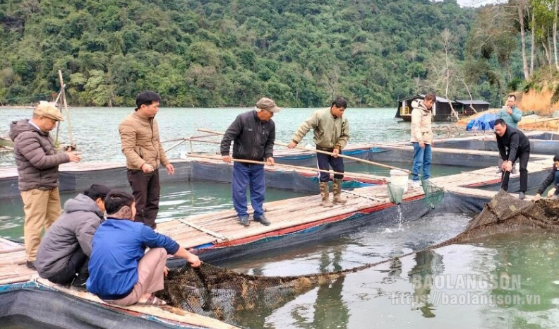 Tổng kết mô hình nuôi cá lăng trong lồng tại huyện Tràng Định